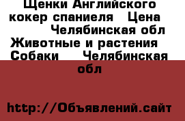 Щенки Английского кокер спаниеля › Цена ­ 20 000 - Челябинская обл. Животные и растения » Собаки   . Челябинская обл.